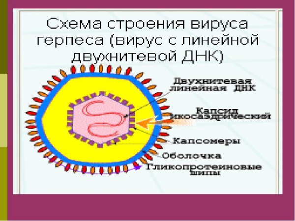 Вирион герпеса строение