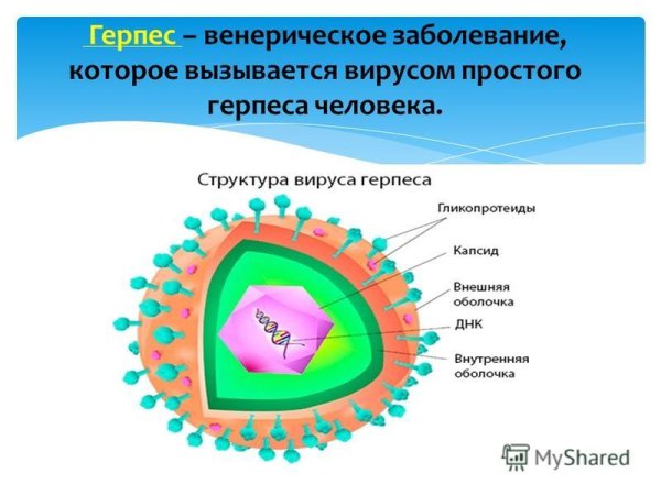Строение вириона герпесвируса