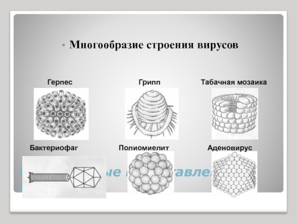 Структура вируса герпеса