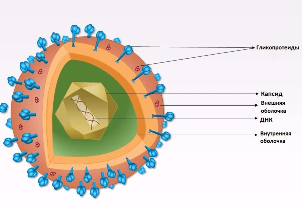 Вирион герпеса строение