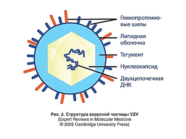 Вирус ветрянки строение