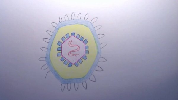 Вирус герпеса макет