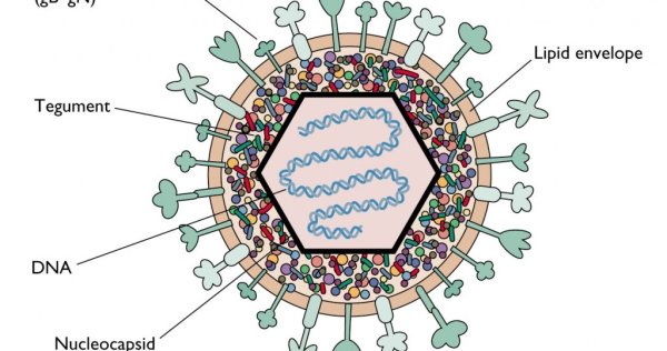 Папилломавирус строение вириона