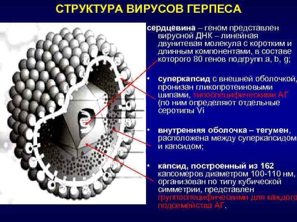 Строение вириона герпесвируса