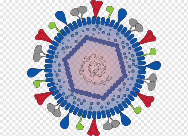 Вирус герпеса модель