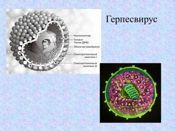 Вирус герпеса герпесвирус