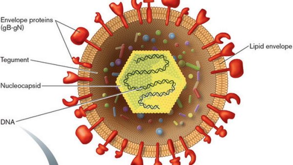 Строение генома вируса