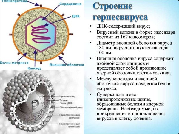 Структура вириона герпесвируса
