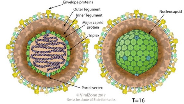 Вирион герпеса строение