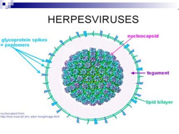 Вирус семейства Herpesviridae