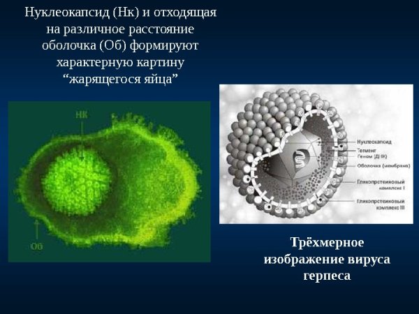 Строение вируса нуклеокапсид