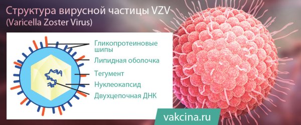 Вирус возбудителя ветряной оспы