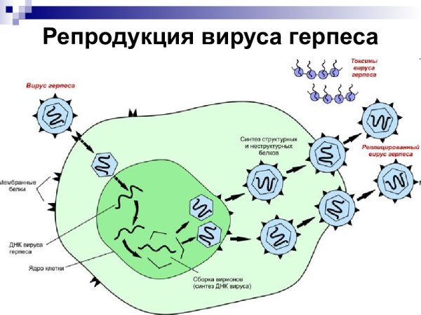 Цикл репродукции вируса герпеса