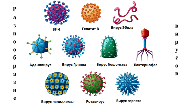 Спиральный Тип капсида