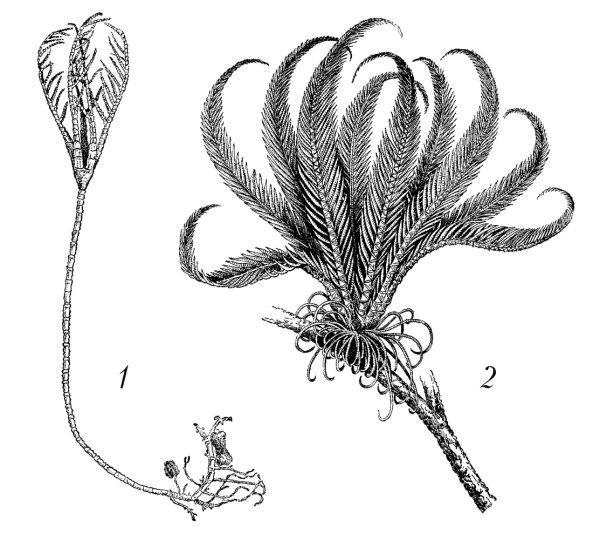 Криноидеи морские лилии