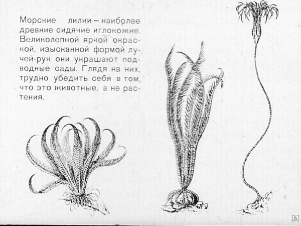 Иглокожие морские лилии строение