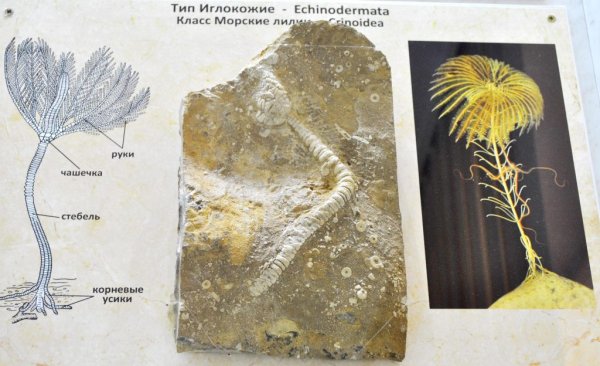 Морские лилии иглокожие окаменелости