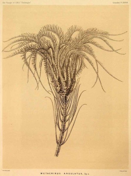 Морское перо строение