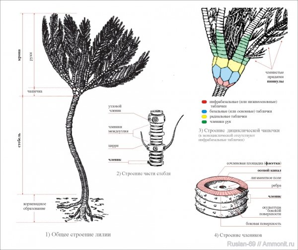 Общее строение морской лилии