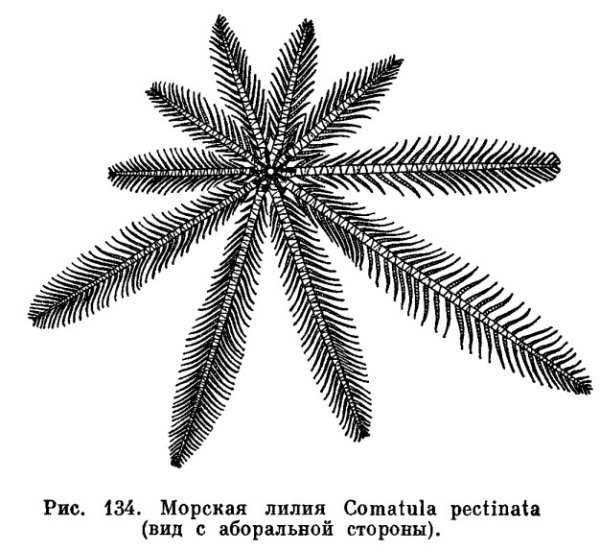 Бесстебельчатая морская Лилия Antedon Bifida