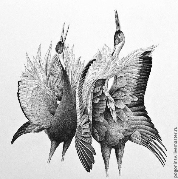 Птицы Графика