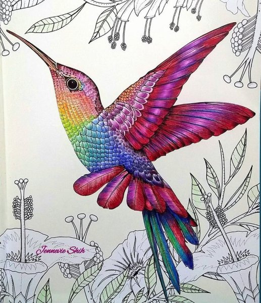Райская птица цветными карандашами