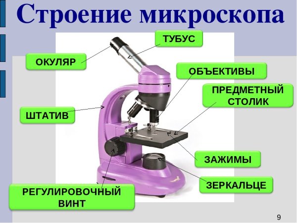 Строение микроскопа 7 класс биология