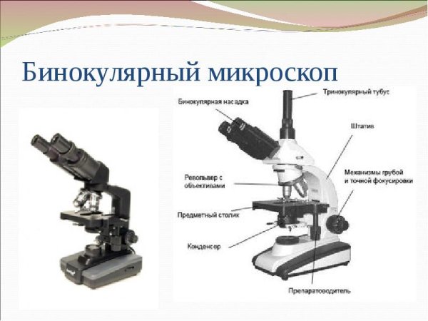 Строение микроскопа Levenhuk