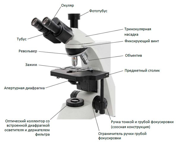 Изображение микроскопа