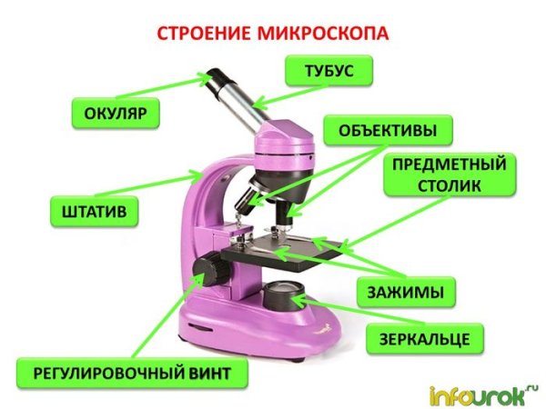 Строение микроскопа Микмед