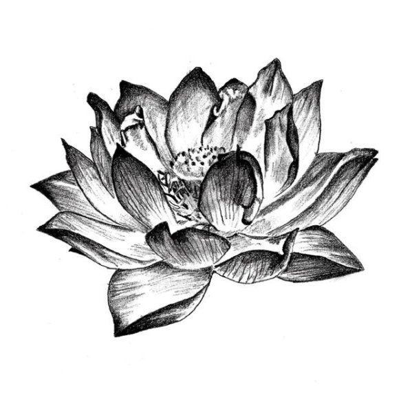 Эскизы цветов Лотос