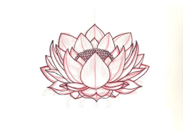 Эскизы цветов Лотос
