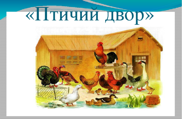 Тема недели домашние птицы