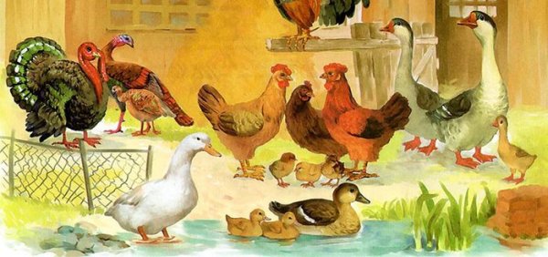 Птичий двор Гадкий утенок