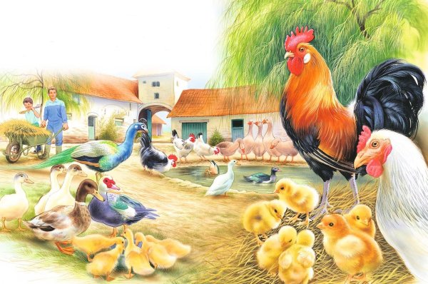 Птицы Гадкий утенок птичий двор