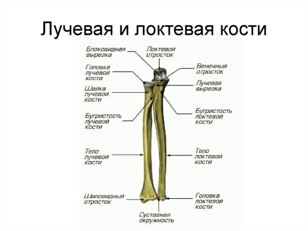 Строение лучевой кости анатомия