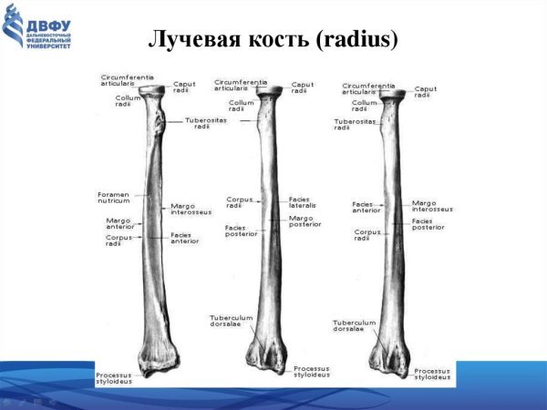 Локтевая кость анатомия Синельников