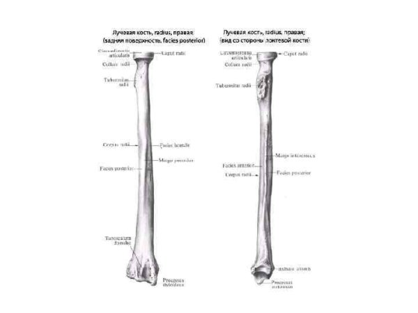 Строение лучевой кости рис/схема