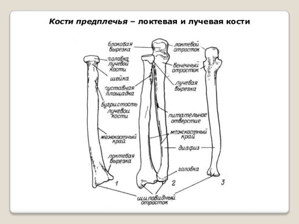 Кости предплечья анатомия человека