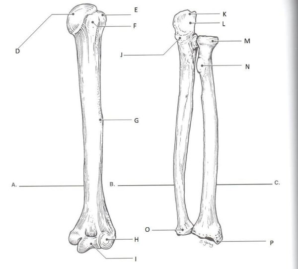 Radius Ulna анатомия