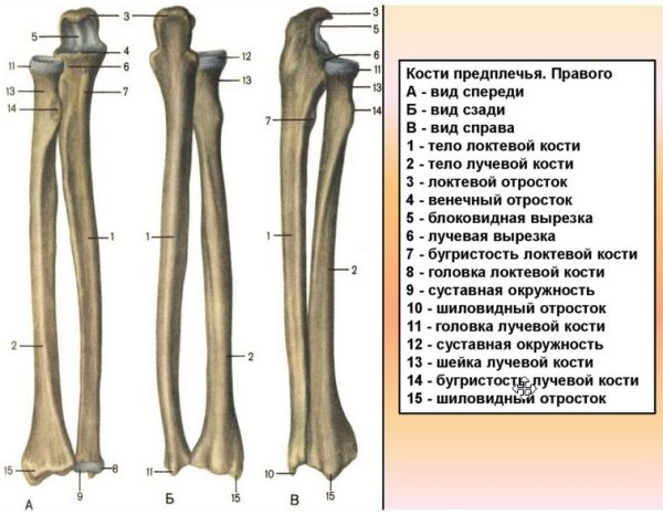Лучевая и локтевая кость анатомия