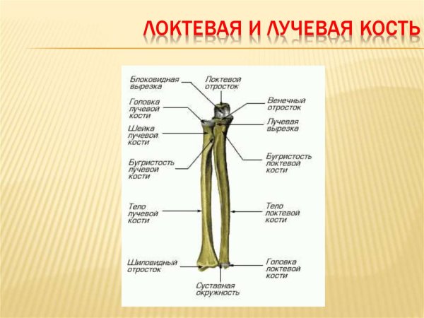 Локтевая кость строение анатомия