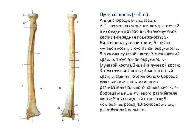 Лучевая кость вид спереди и сзади