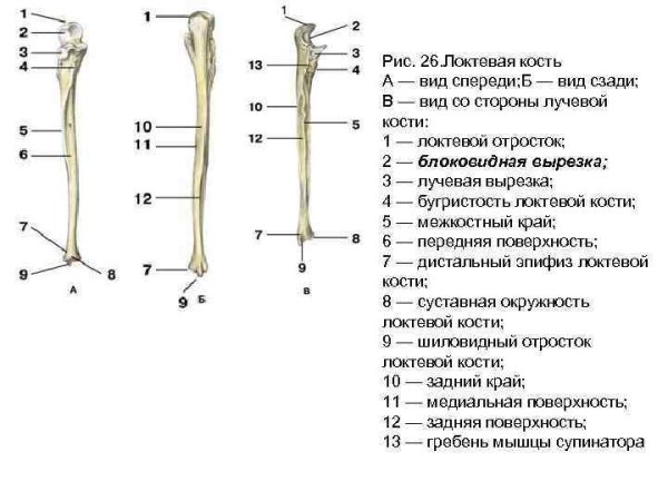 Локтевая кость строение анатомия
