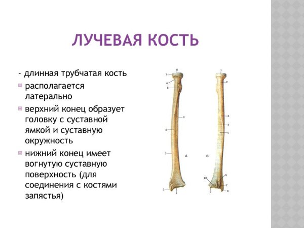 Лучевая кость вид спереди и сзади