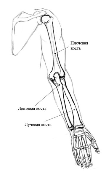 Лучевая кость руки анатомия