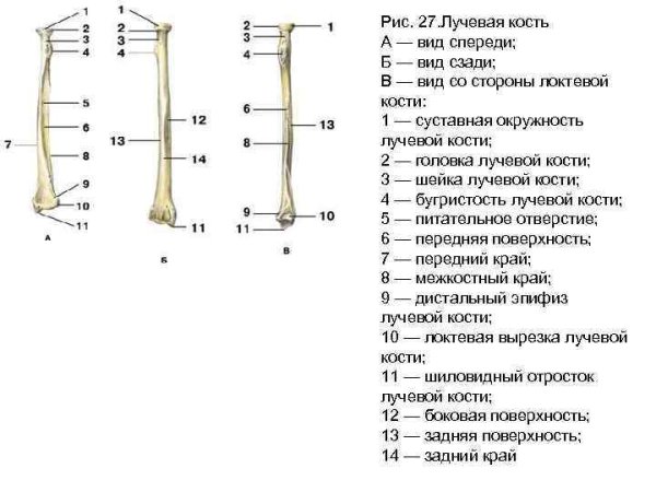 Локтевая кость правая вид спереди