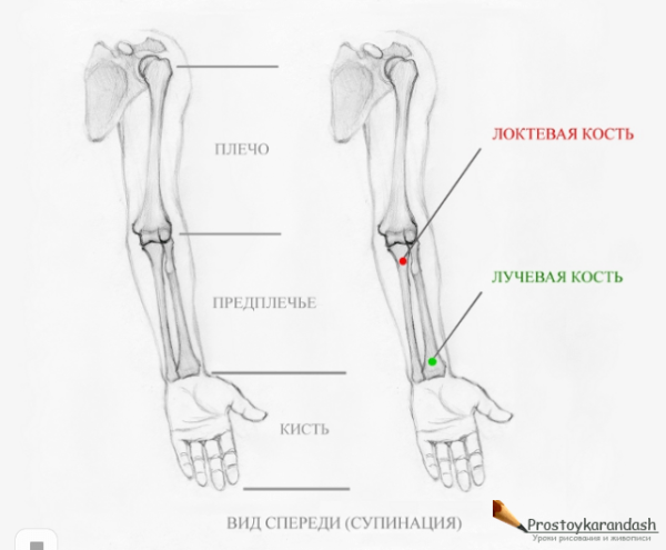 Лучевая кость руки анатомия