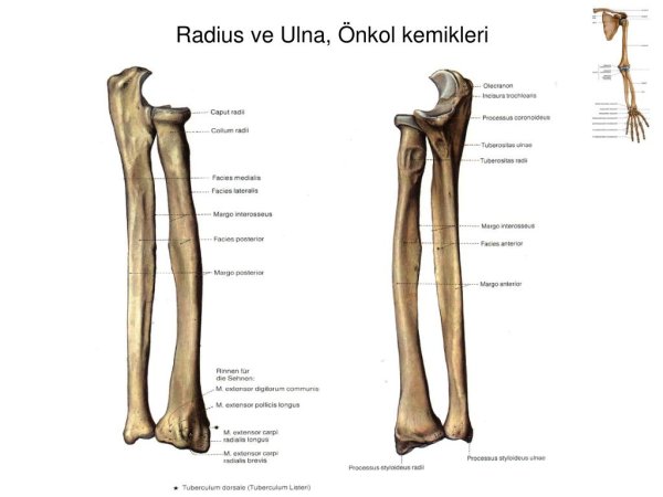 Tuberositas Ulnae локтевая кость