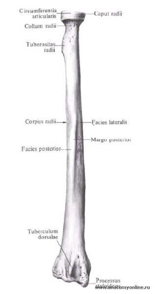 Плечевая и локтевая кость анатомия
